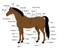 Vector cartoon flat infographic anatomy of a bay horse on white background