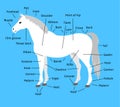 Vector cartoon flat infographic anatomy of a white gray horse on blue background