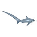 Vector Cartoon Fox Shark. Alopias Pelagicus Illustration Royalty Free Stock Photo
