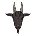 Vector Cartoon Goat Head