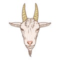 Vector Cartoon Goat Head Royalty Free Stock Photo