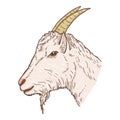 Vector Cartoon Goat Head