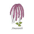 Vector cartoon hand drawn amaranth icon