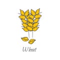Vector cartoon hand drawn wheat seeds