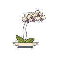 Vector cartoon houseplant white orchid Royalty Free Stock Photo