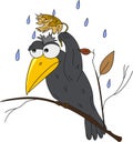A vector cartoon illustration of black crows sheltering from the rain Royalty Free Stock Photo