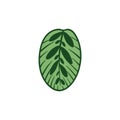 Vector cartoon illustration of Calathea makoyana leaf.