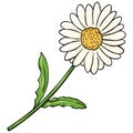 Vector Cartoon Illustration - Camomile