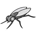 Black and White Housefly