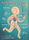 Vector cartoon illustration of human circulatory system for kids