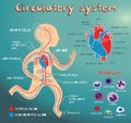 Vector cartoon illustration of human circulatory system for kids Royalty Free Stock Photo