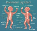 Vector cartoon illustration of human muscular system for kids Royalty Free Stock Photo