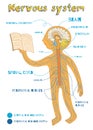 Vector cartoon illustration of human nervous system for kids