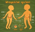 Vector cartoon illustration of male and female urogenital system