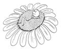 Vector Cartoon Illustration of Man, Day Dreamer or Gardener Enjoying Lying on Big Sunflower or Daisy Flower