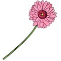 Vector Cartoon Illustration - Pink Gerberas