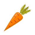 Vector cartoon isolated carrot icon