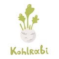 Vector Cartoon Kohlrabi Cabbage. Green kohlrabi, type of cabbage. Fresh organic vegetable. Vector illustration. Made in