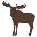 Vector Cartoon Moose on White Background