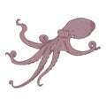 Vector Cartoon Octopus . Cephalopod Color Illustration