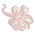 Vector Cartoon Octopus . Cephalopod Color Illustration