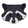 Vector Cartoon Raccoon Head. Racoon Face Illustration