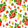 Vector cartoon seamless pattern with Berberis vulgaris or Barberry exotic fruits, flowers and leafs on white background