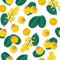 Vector cartoon seamless pattern with Byrsonima crassifolia or nance exotic fruits, flowers and leafs on white background Royalty Free Stock Photo