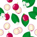 Vector cartoon seamless pattern with Cattley guava exotic fruits, flowers and leafs on white background Royalty Free Stock Photo