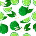 Vector cartoon seamless pattern with Citrus bergamia or the bergamot exotic fruits flowers and leafs on white background