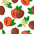 Vector cartoon seamless pattern with Pouteria sapota or Sapota exotic fruits, flowers and leafs on white background