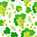 Vector cartoon seamless pattern with Vitis vinifera or White grape exotic fruits, flowers and leafs on white background