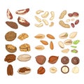 Vector Cartoon Set of Nuts. All Types of Edible Nuts. Healthy snack