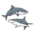 Vector Cartoon Shark Set Isolated. Hand Drawn Colored White Sharks with Contour. Ocean Predator. Marine, Ocean, Sea Royalty Free Stock Photo