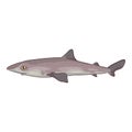 Vector Cartoon Spiny Dogfish Royalty Free Stock Photo