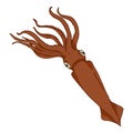 Vector Cartoon Squid. Cephalopod Color Illustration Royalty Free Stock Photo