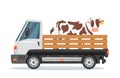 Farmers car truck carrying cow