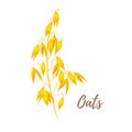 Illustration of cereals - oats.