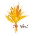 Illustration of cereals - wheat