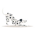 Cute dalmatian dog