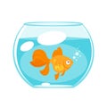 Animal pet - gold fish Royalty Free Stock Photo