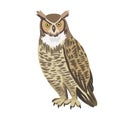 Vector cartoon virgin eagle owl isolated on white background.
