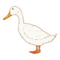 Vector Cartoon White Duck