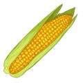 Vector Cartoon Yellow Corn Cob Royalty Free Stock Photo