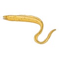 Vector Cartoon Yellow Eel Illustration Royalty Free Stock Photo