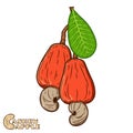 Vector cashew apple hand-drawn illustration