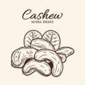 Vector cashew hand-drawn illustration