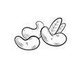 Vector cashew illustration, nuts group with leaves isolated on white background, black lines.