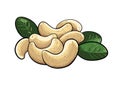 Vector cashew nuts clipart