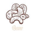 Vector cashew hand-drawn illustration